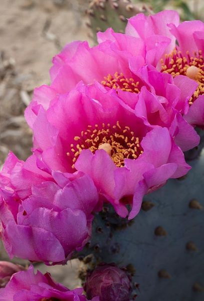 Utah Beavertail prickly pear cactus-Factory Butte-Upper Blue Hills